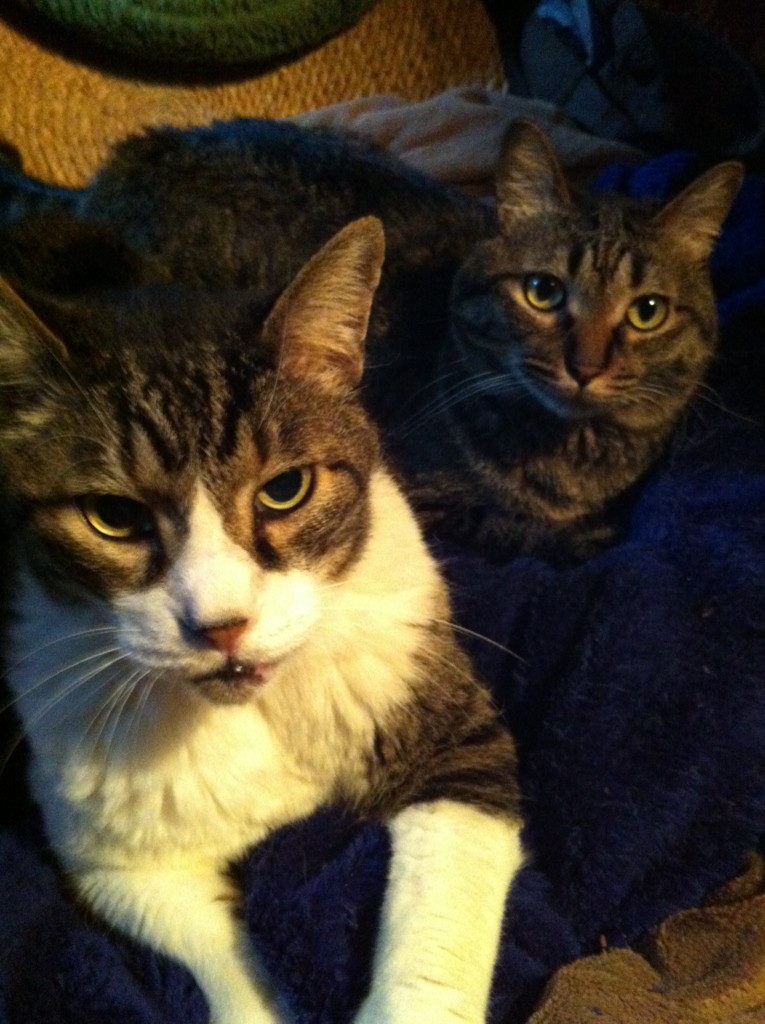 f:id:lovecats:20150504071208j:plain f:id:lovecats:20150504071208j:plain