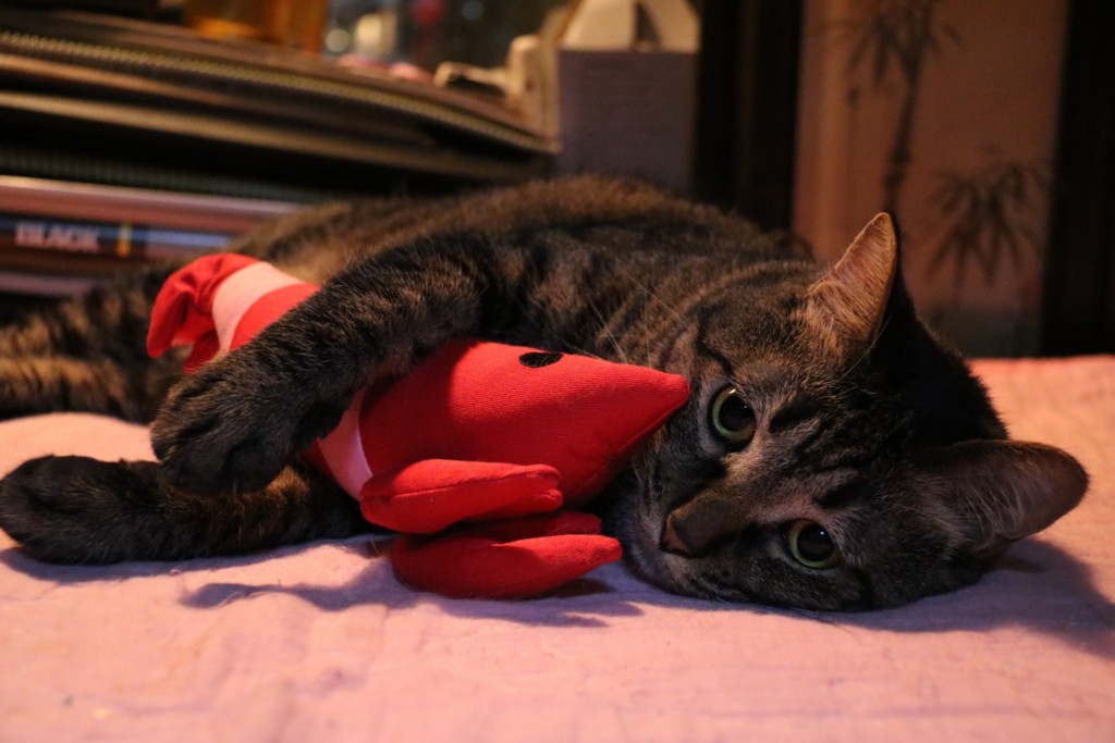 f:id:lovecats:20150702104146j:plain