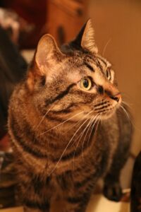 f:id:lovecats:20150812221142j:plain