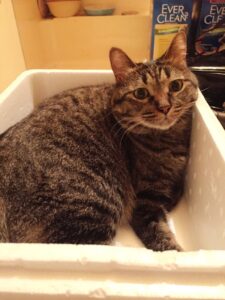 f:id:lovecats:20150819212844j:plain