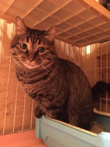 f:id:lovecats:20150828224744j:plain