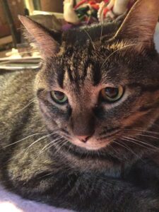 f:id:lovecats:20150830073655j:plain