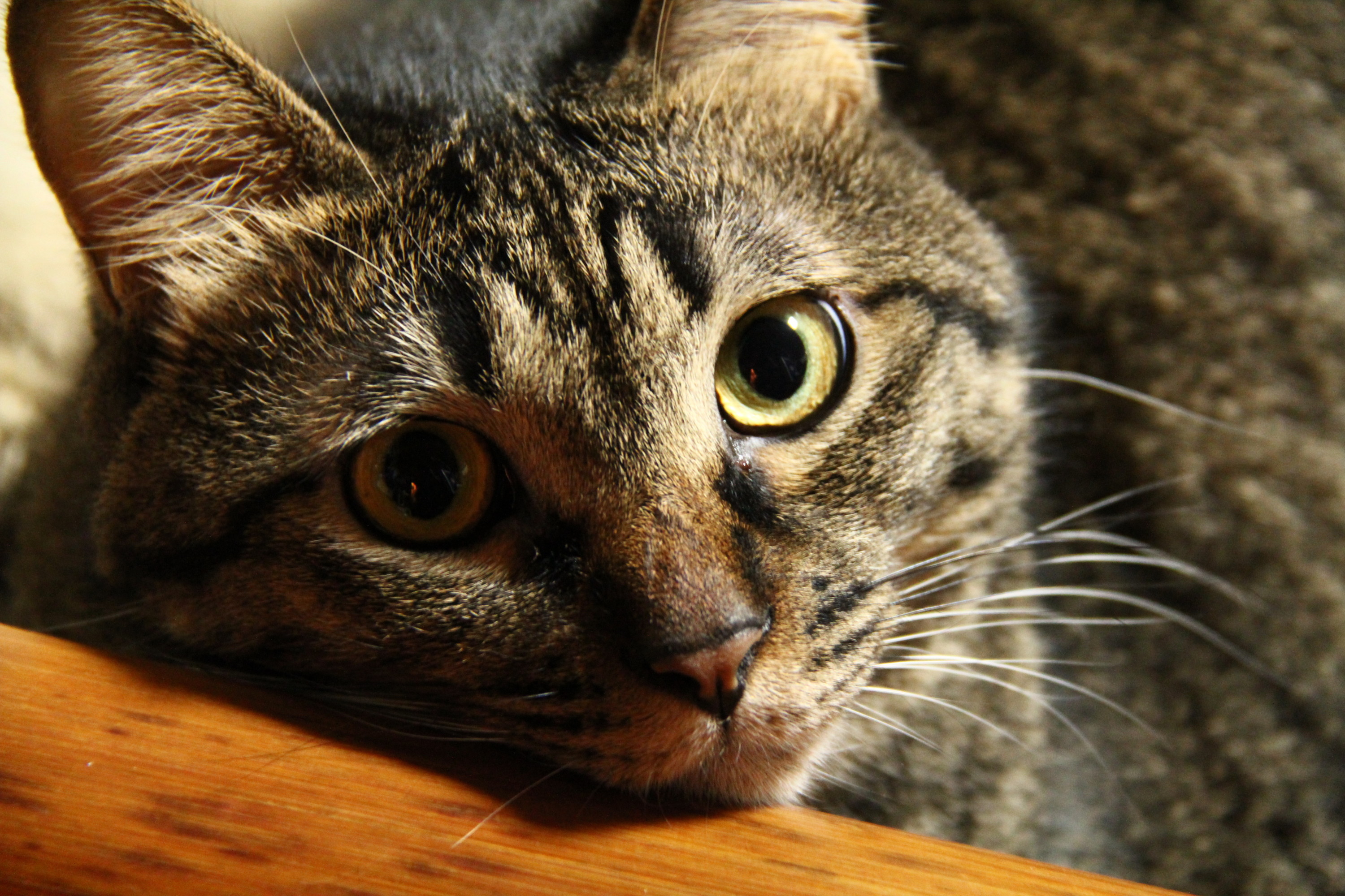 f:id:lovecats:20141113083228j:plain f:id:lovecats:20141113083228j:plain