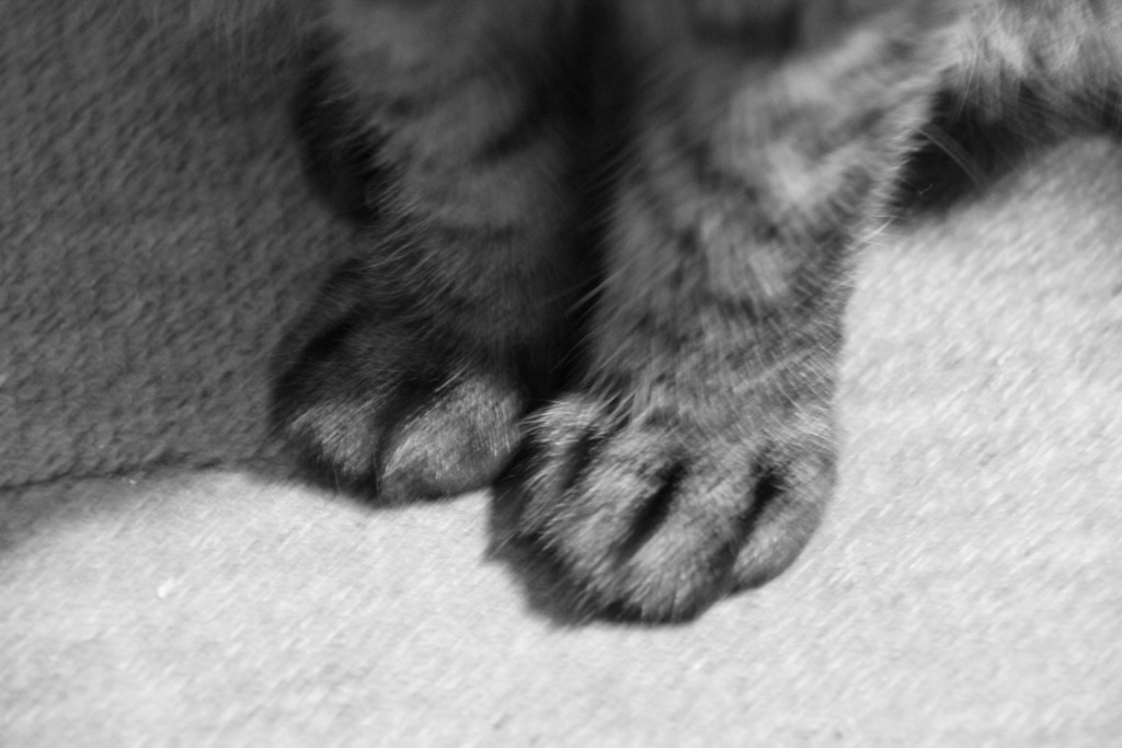 f:id:lovecats:20141128183038j:plain
