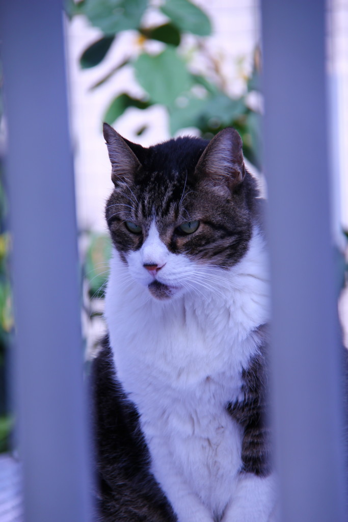 f:id:lovecats:20141130103217j:plain