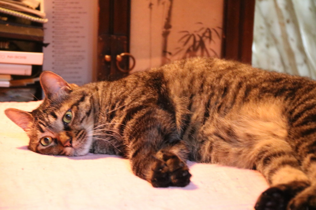f:id:lovecats:20150625075919j:plain f:id:lovecats:20150625075919j:plain