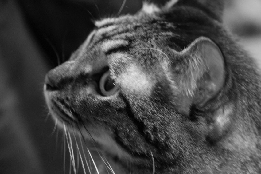 f:id:lovecats:20150625123413j:plain f:id:lovecats:20150625123413j:plain