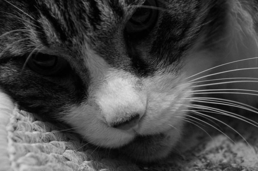f:id:lovecats:20150625123850j:plain f:id:lovecats:20150625123850j:plain