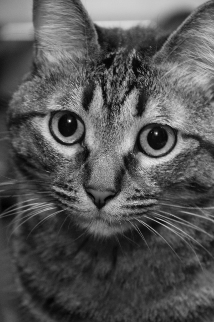 f:id:lovecats:20150625131520j:plain f:id:lovecats:20150625131520j:plain