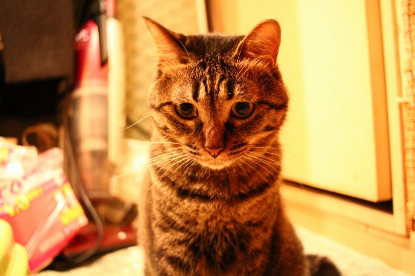f:id:lovecats:20150701224053j:plain f:id:lovecats:20150701224053j:plain