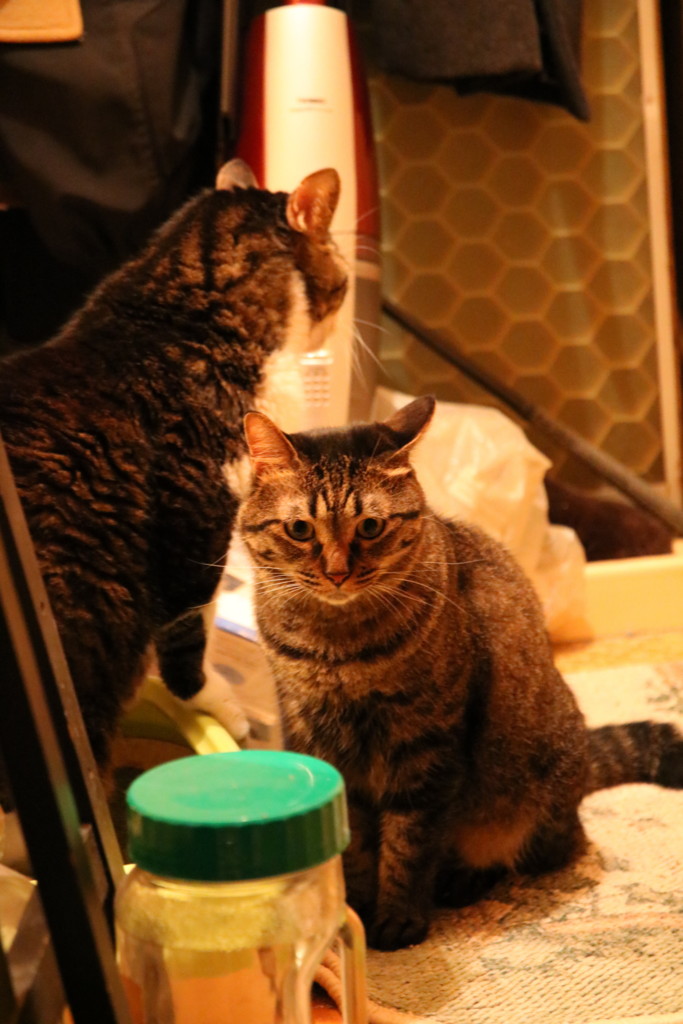 f:id:lovecats:20150711200812j:plain