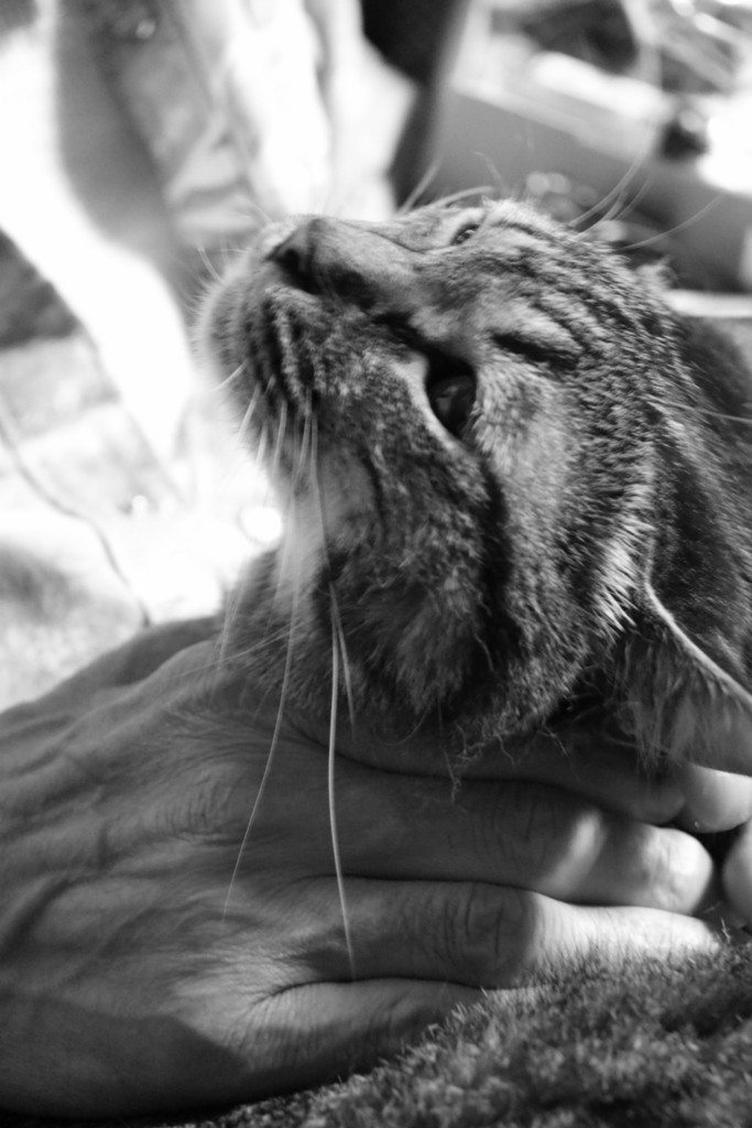 f:id:lovecats:20150712220930j:plain