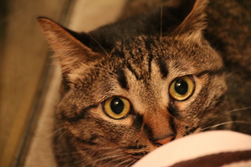 f:id:lovecats:20150712221009j:plain