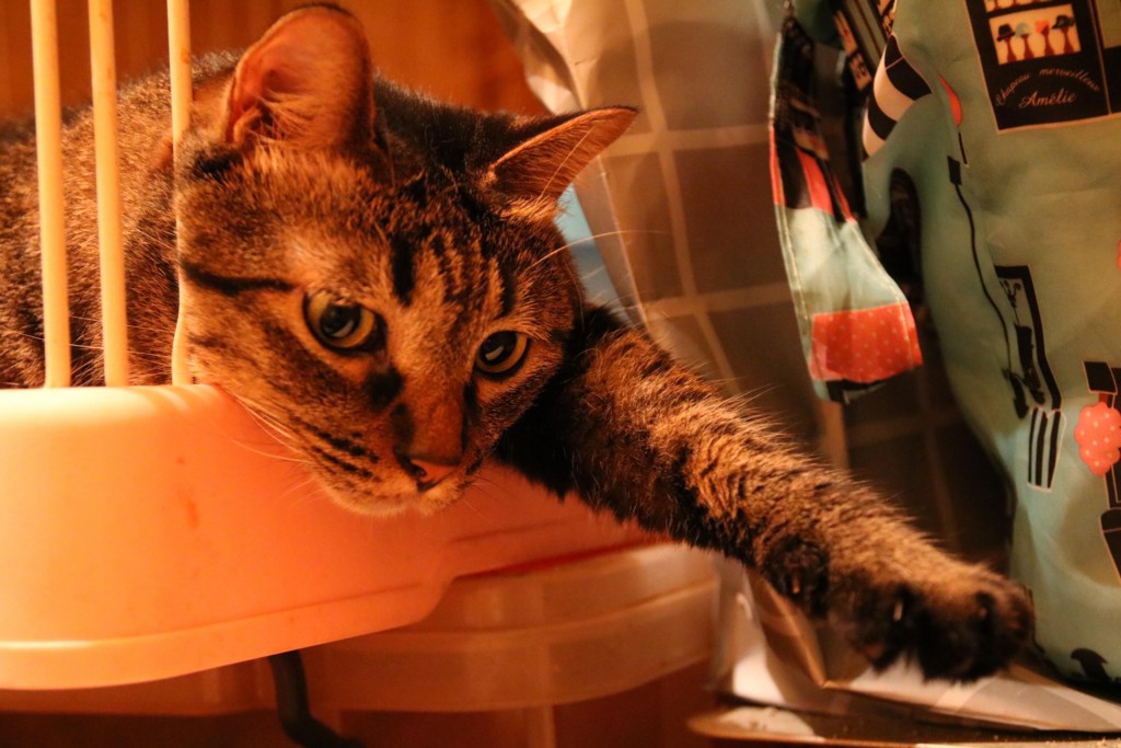 f:id:lovecats:20150713222859j:plain