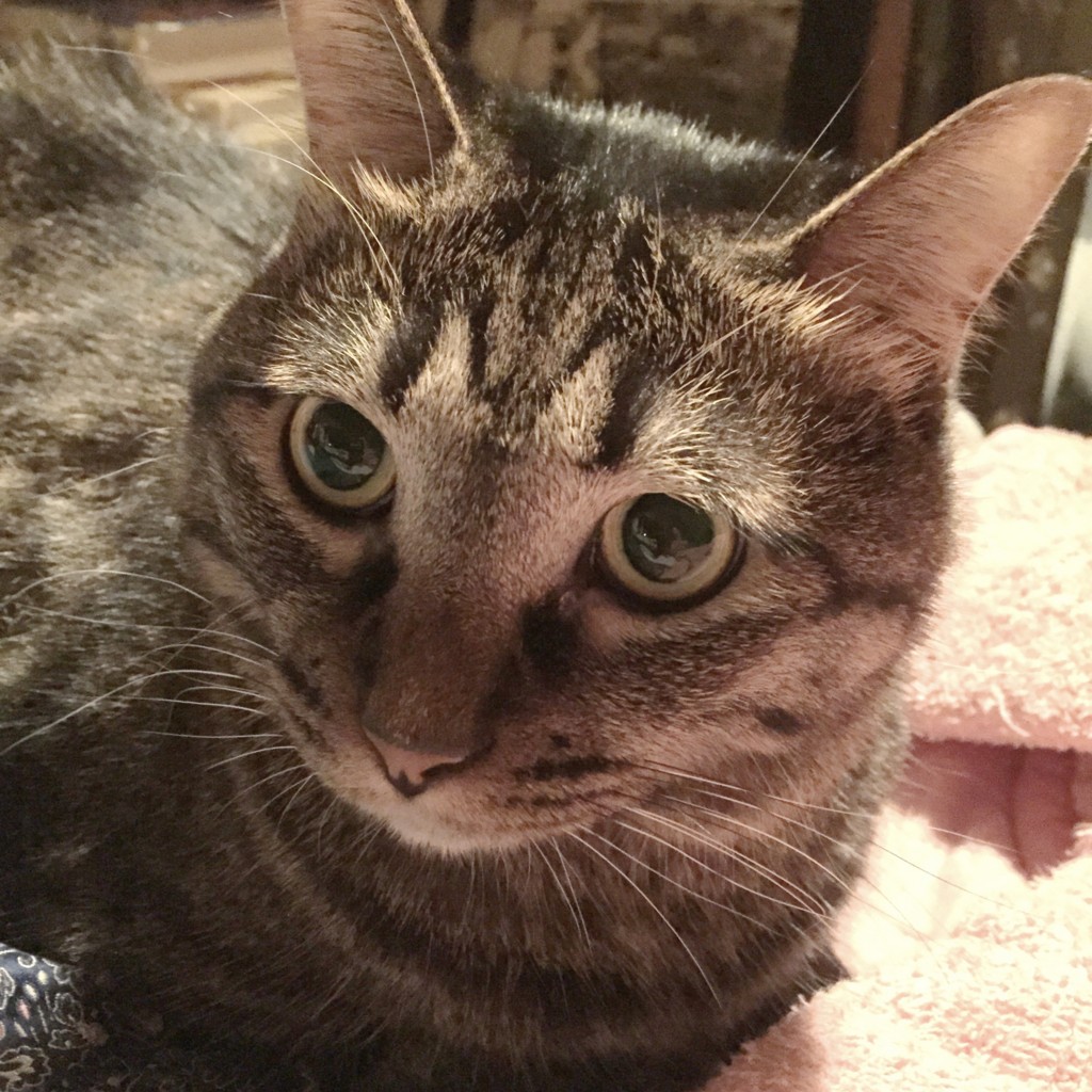 f:id:lovecats:20150808075051j:plain f:id:lovecats:20150808075051j:plain