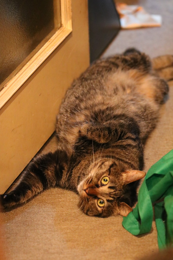 f:id:lovecats:20150812080318j:plain