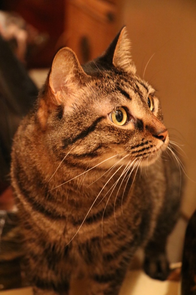 f:id:lovecats:20150812221142j:plain
