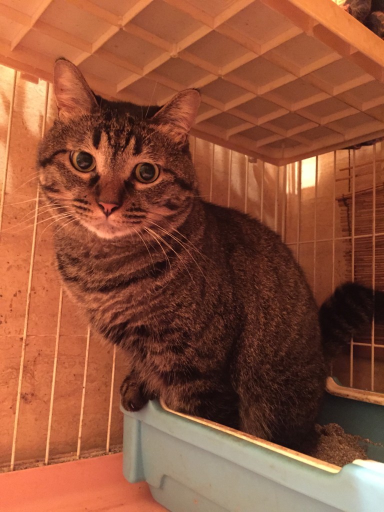 f:id:lovecats:20150828224744j:plain
