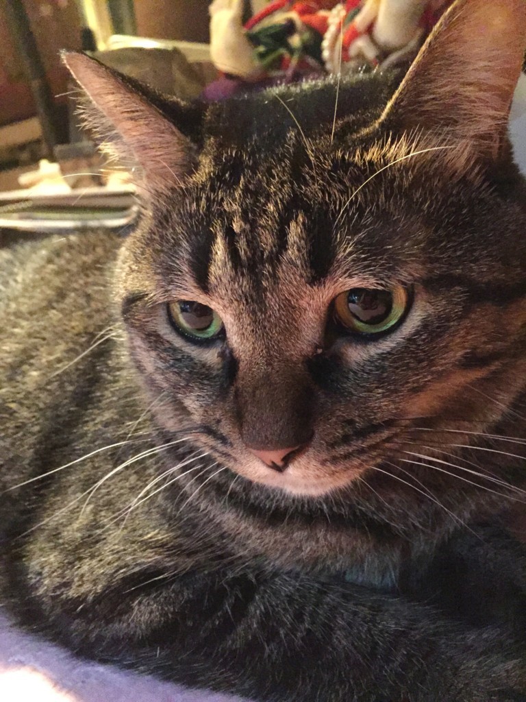 f:id:lovecats:20150830073655j:plain