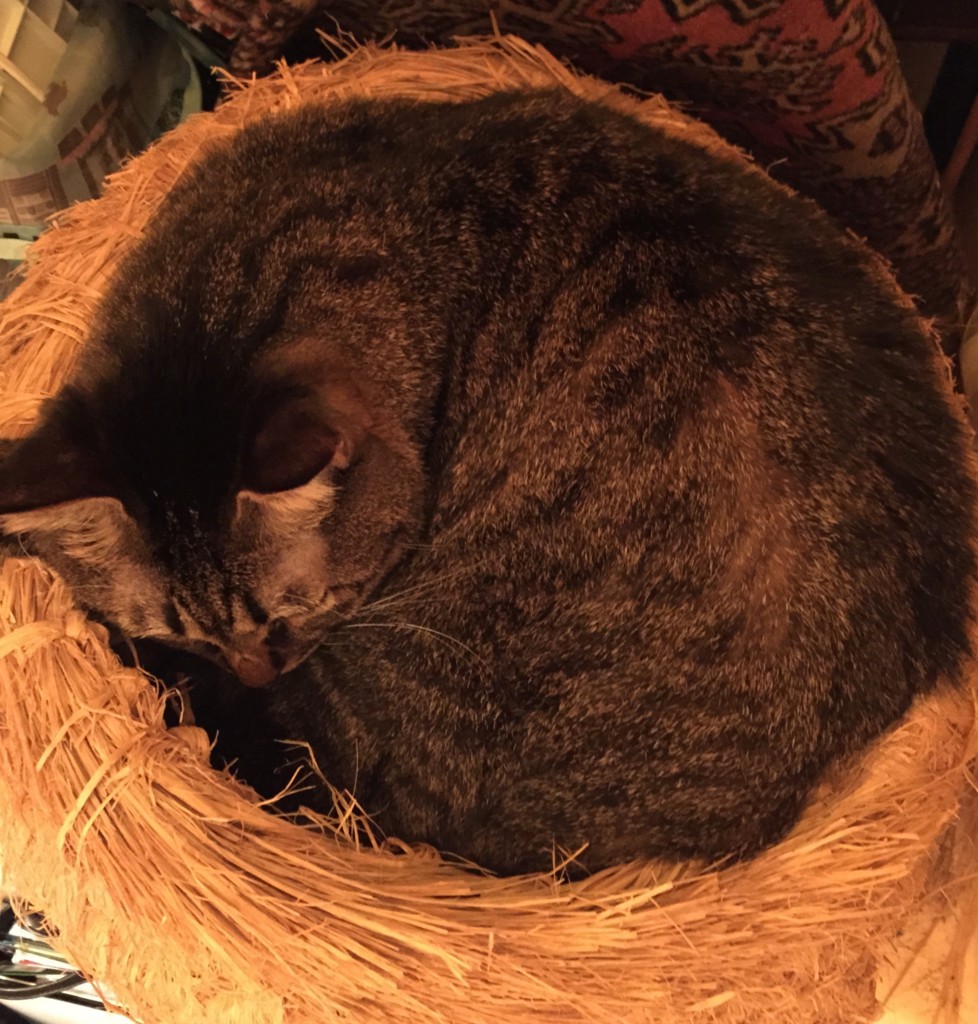 f:id:lovecats:20151018215414j:plain