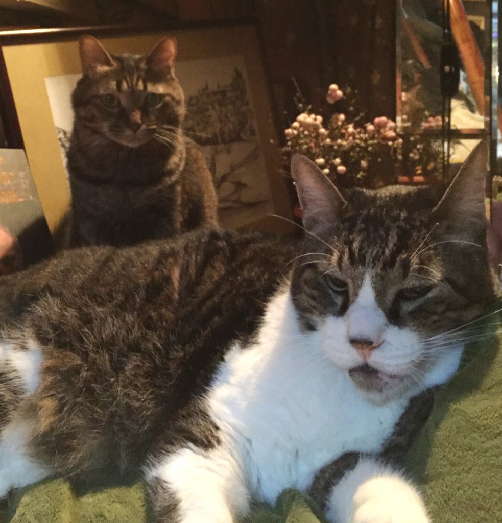 f:id:lovecats:20151109072351j:plain