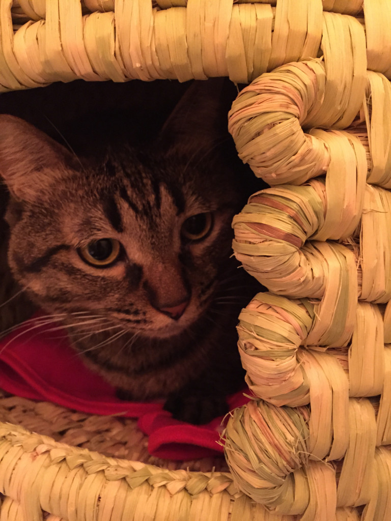 f:id:lovecats:20151204195128j:plain