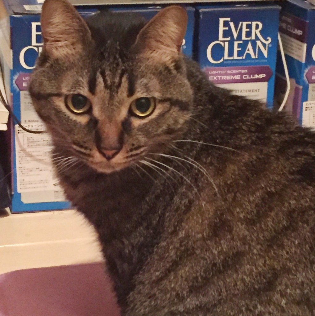 f:id:lovecats:20160108203711j:plain